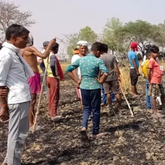 विद्युत विभाग की घोर लापरवाही, खेत में गिरा जज्जर तार विद्युत विभाग की घोर लापरवाही, खेत में गिरा जज्जर तार