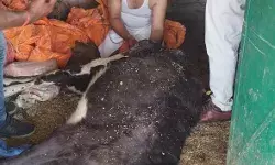 सोमवार तीन किसानों के छप्परों में लगी आग से झुलसी चार गायों में से एक गाय की मौत