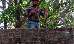 मलिहाबाद में विद्युत संघन अभियान जोरों पर मलिहाबाद में विद्युत संघन अभियान जोरों पर