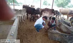 कुत्तों में फैला है पारवो नाम का वायरस