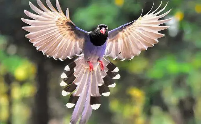 *पंछी*  पर कतर आजाद पंछी केपिंजरे में कैद कर रखा *पंछी*  पर कतर आजाद पंछी केपिंजरे में कैद कर रखा