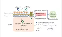 हाइड्रोफोबिक अवयव पुरानी एंटीबायोटिक दवाओं के संयोजन में बहु-औषधि रोधी बैक्टीरिया का मुकाबला कर सकते हैं हाइड्रोफोबिक अवयव पुरानी एंटीबायोटिक दवाओं के संयोजन में बहु-औषधि रोधी बैक्टीरिया का मुकाबला कर सकते हैं