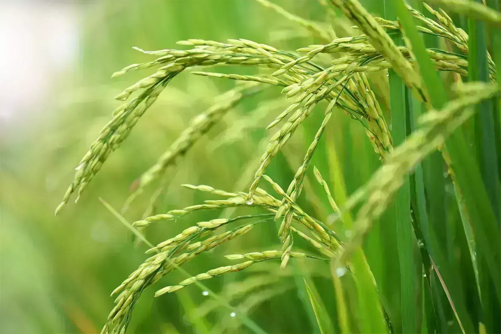 पर्याप्त घरेलू उपलब्धता सुनिश्चित करने के लिए टूटे हुए चावल की निर्यात नीति संशोधित की गई : श्री सुधांशु पांडेय