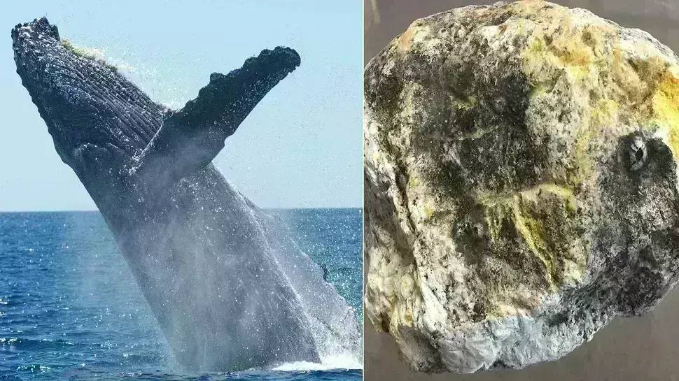 यूपी एसटीएफ ने प्रतिबंधित अंबर गेरिस की तस्करी में 4 लोगों को पकड़ा