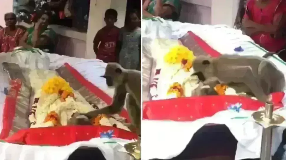 खाना खिलाने वाले की मौत में शामिल हो लंगूर ने दी उसे विदाई खाना खिलाने वाले की मौत में शामिल हो लंगूर ने दी उसे विदाई