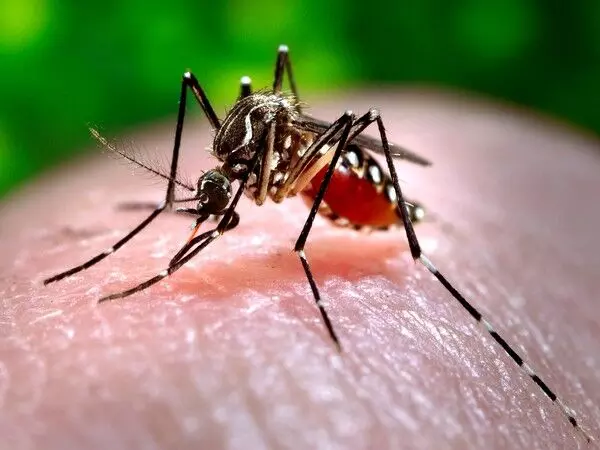 यूपी : गोरखपुर में डेंगू के मामले बढ़े