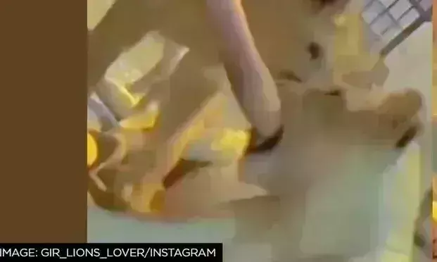 शेर के साथ शरारत करना बच्चे के लिए पड़ा महंगा