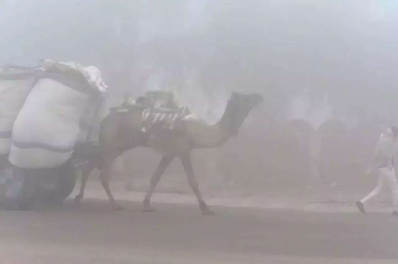 Weather Forecast: Outbreak of cold wave will increase in these states including Haryana-Punjab, Meteorological Department issued an alert