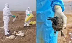 कोरोना के बाद अब बर्ड फ़्लू ने मचाया कोहराम