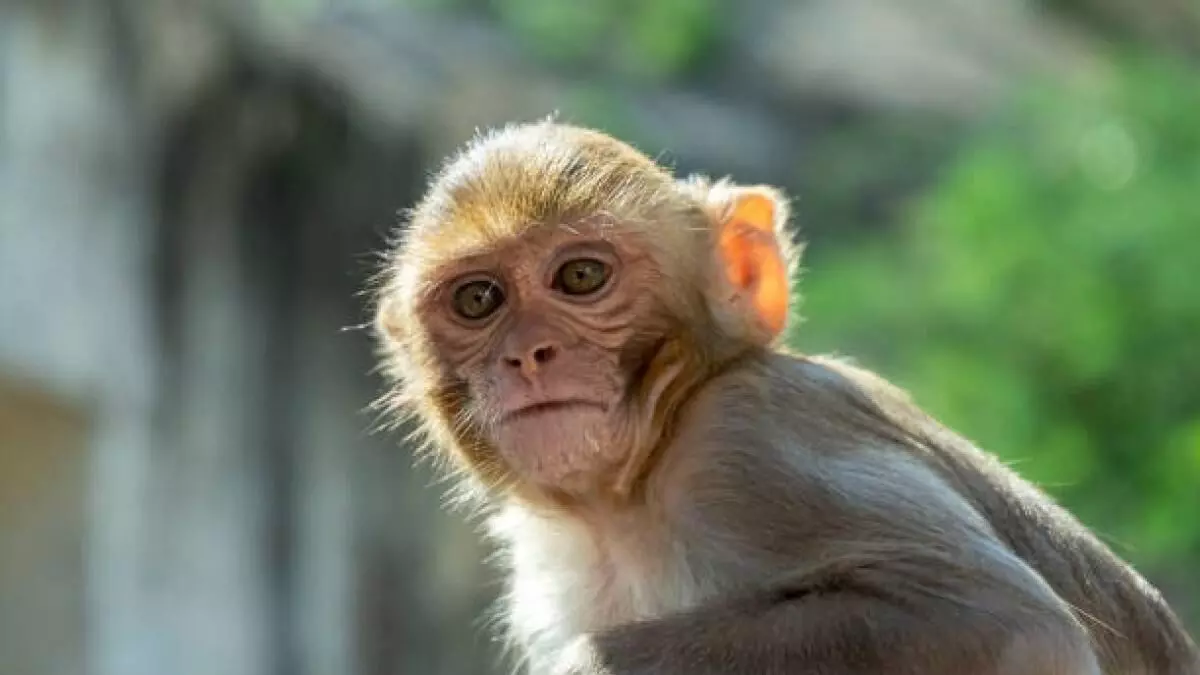 सोते हुए मासूम को उठा ले गया बंदर, छत से उसी दौरान भागते हुए बंदर ने बच्चे को छत से नीचे फेंका सोते हुए मासूम को उठा ले गया बंदर, छत से उसी दौरान भागते हुए बंदर ने बच्चे को छत से नीचे फेंका