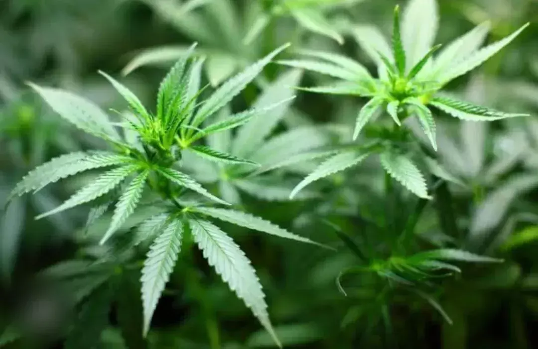 जम्मू में पहली बार भांग औषधि परियोजना शुरू हो रही है