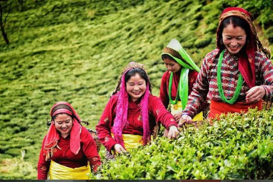 एक दशक से चली आ रही स्थिरता को दूर करने के लिए चाय के लिए नए बाजार खोलने का आह्वान एक दशक से चली आ रही स्थिरता को दूर करने के लिए चाय के लिए नए बाजार खोलने का आह्वान