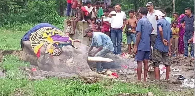 भारत के सबसे बुजुर्ग हाथी बिजुली प्रसाद का 89 वर्ष की उम्र में निधन