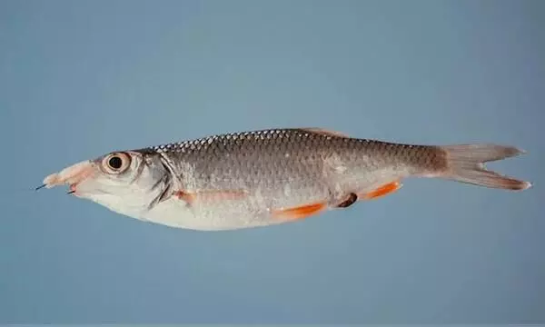 गुजरात ने वैश्विक मत्स्य पालन सम्मेलन 2023 में घोल को राज्य मछली घोषित किया
