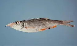 गुजरात ने वैश्विक मत्स्य पालन सम्मेलन 2023 में घोल को राज्य मछली घोषित किया गुजरात ने वैश्विक मत्स्य पालन सम्मेलन 2023 में घोल को राज्य मछली घोषित किया