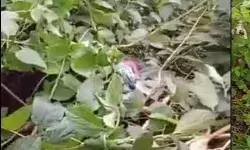 झाडिय़ों में  मिला खून से लथपथ नवजात शिशु , हुई दर्दनाक मौत, जांच में जुटी पुलिस,