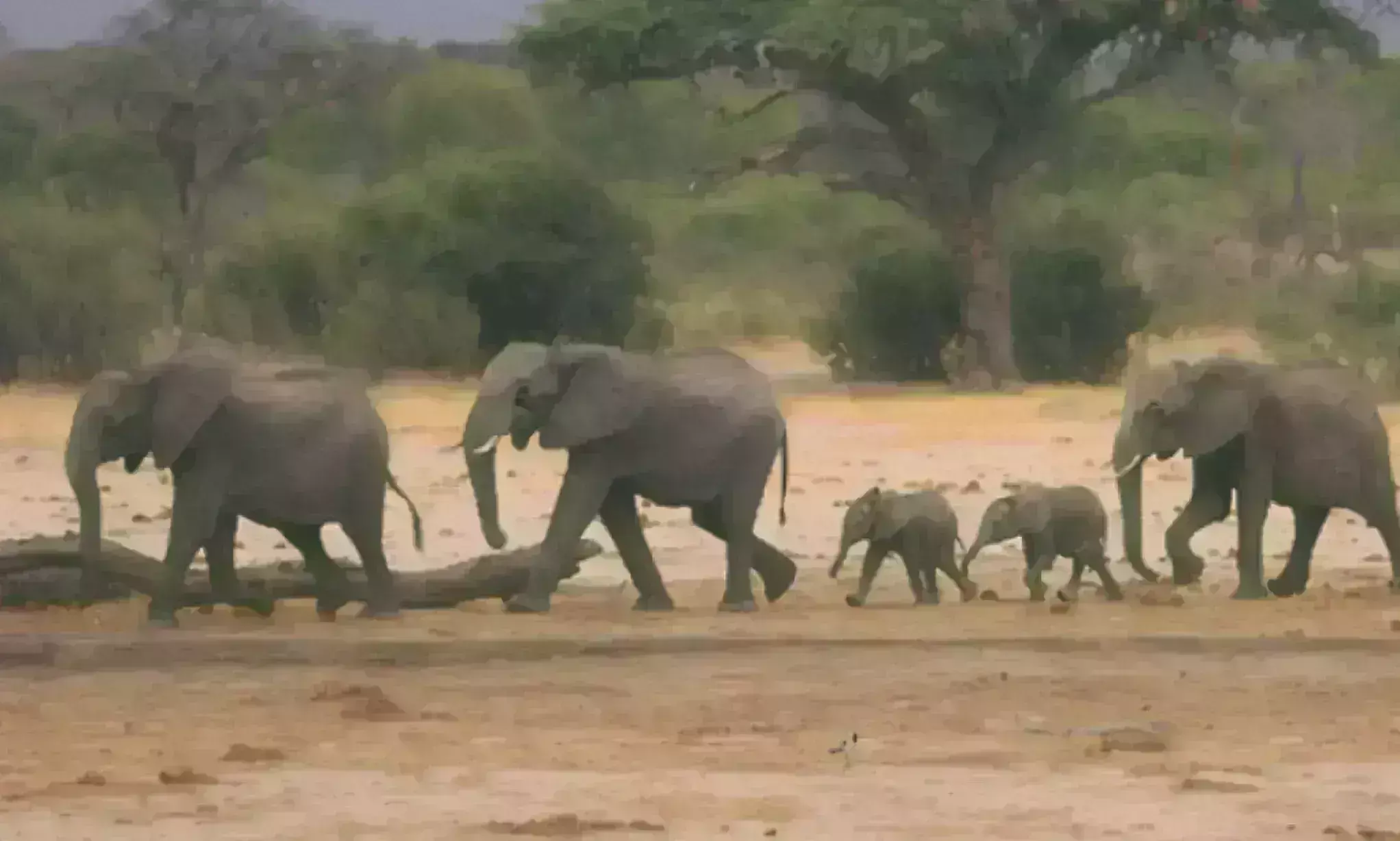 जि़म्बाब्वे में सूखे से 100 हाथियों की मौत