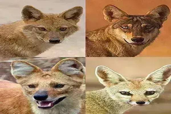 महाराष्ट्र: कैनिड जंगली कुत्तों के परिवार के लिए नया वन्यजीव अभ्यारण्य अटपाडी