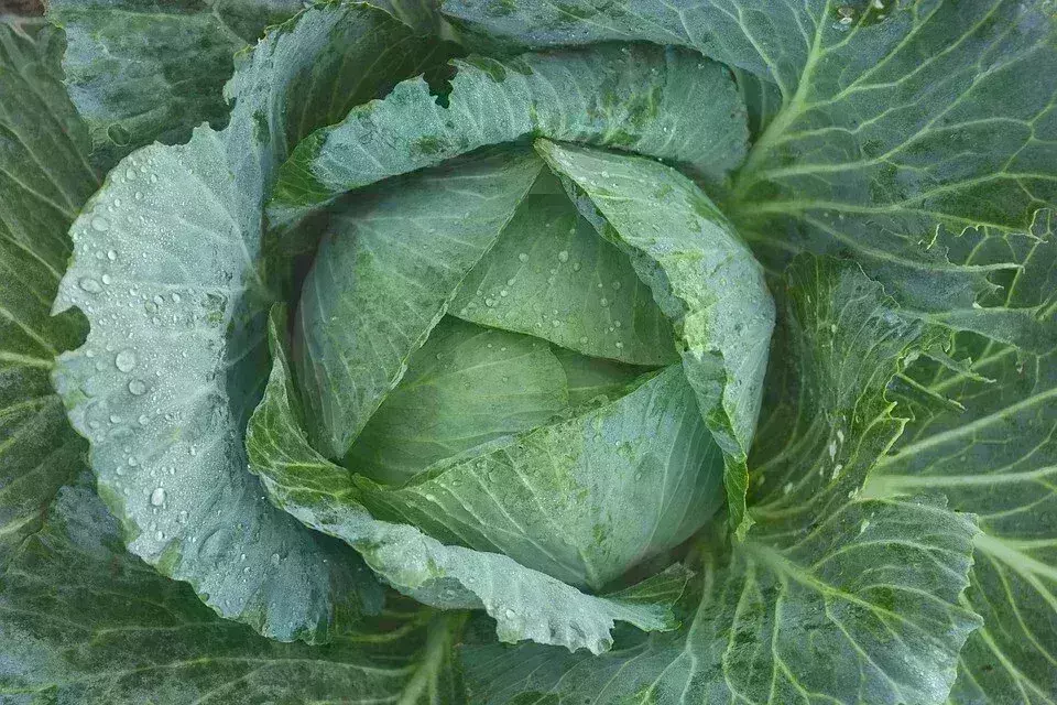 सावधान ! आपका ब्रेन खा सकता है पत्तागोभी का कीड़ा, पनप सकती हैं दिमागी बीमारियां