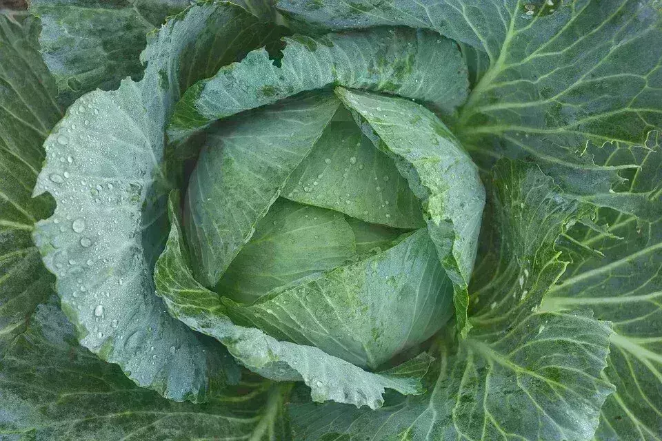 सावधान ! आपका ब्रेन खा सकता है पत्तागोभी का कीड़ा, पनप सकती हैं दिमागी बीमारियां