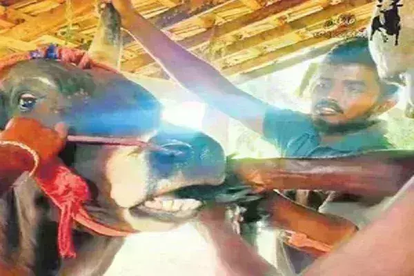 सांड को जबरदस्ती जिंदा मुर्गा खिलाने के आरोप में यूट्यूबर के खिलाफ FIR
