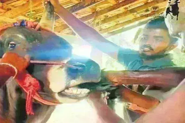 सांड को जबरदस्ती जिंदा मुर्गा खिलाने के आरोप में यूट्यूबर के खिलाफ FIR