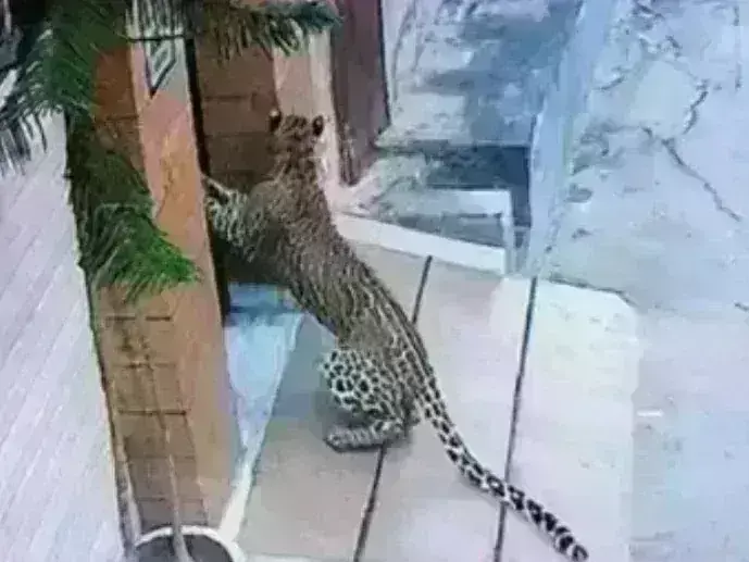 हिसार में अखबार बेचने वाले ने पकड़वाया तेंदुआ