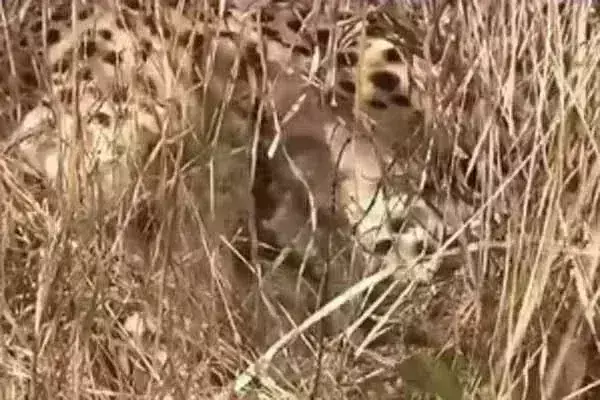 कूनों में तीन नए मेहमान आने से चीता कुनबा बढ़ा