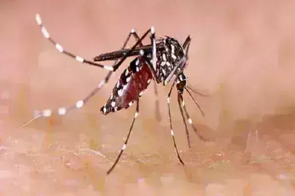 तमिलनाडु में डेंगू बुखार से छठी कक्षा की लड़की की मौत तमिलनाडु में डेंगू बुखार से छठी कक्षा की लड़की की मौत