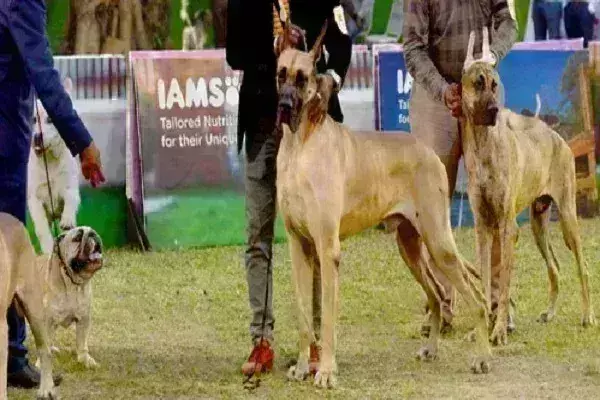 विधानसभा में मंत्री मंत्री नीलकंठ हलनकर ने कहा, गोवा खूंखार कुत्तों के नस्लों की पहचान करेगा विधानसभा में मंत्री मंत्री नीलकंठ हलनकर ने कहा, गोवा खूंखार कुत्तों के नस्लों की पहचान करेगा