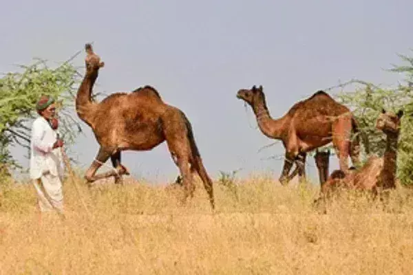 कैबिनेट ने ग्रामीण आय को बढ़ावा देने के लिए राष्ट्रीय पशुधन मिशन के विस्तार को मंजूरी दी कैबिनेट ने ग्रामीण आय को बढ़ावा देने के लिए राष्ट्रीय पशुधन मिशन के विस्तार को मंजूरी दी
