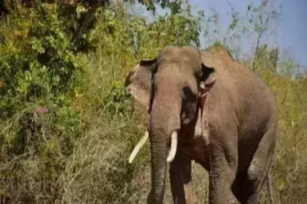 केरल में एक महीने में जंगली हाथी के हमले में चौथे व्यक्ति की मौत
