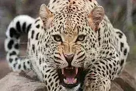 अब कंकरखेड़ा में आया तेंदुआ, मचा हड़कंप, दहशत से घरों में दुबके लोग, सीसीटीवी कैमरे में हुआ कैद