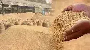 उत्तर प्रदेश सरकार ने 53.7 लाख टन धान खरीदा उत्तर प्रदेश सरकार ने 53.7 लाख टन धान खरीदा