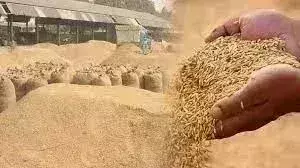उत्तर प्रदेश सरकार ने 53.7 लाख टन धान खरीदा