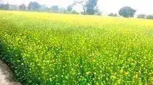 देश की मंडियों में सरसों की दैनिक आवक बढ़कर 9 लाख बोरी के पार