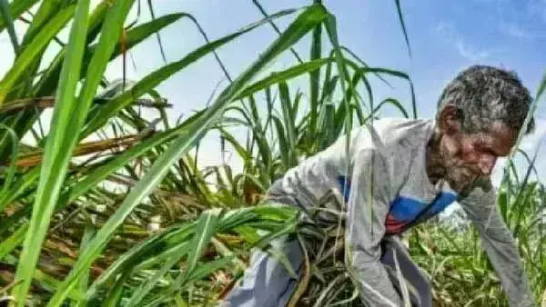 गर्मी में चुनावों के कारण इस साल चीनी की रिकॉर्ड खपत, गन्ना किसानों को समय पर मिल सकता है भुगतान