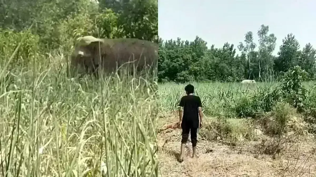 इंस्टाग्राम रील बनाने के दौरान हाथी ने युवक को दौड़ाया, कुचलकर मारा