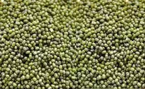 दाल मिलों की कमजोर लिवाली से साबुत मूंग 500 रुपए टूटा दाल मिलों की कमजोर लिवाली से साबुत मूंग 500 रुपए टूटा