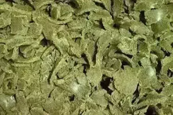 पशु पालकों की डिमांड से बिनौला खल 200 रुपए उछली पशु पालकों की डिमांड से बिनौला खल 200 रुपए उछली