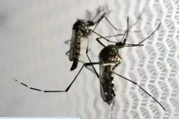 बिहार में डेंगू के मरीजों की बढ़ रही संख्या, हॉट स्पॉट पर कड़ी नजर बिहार में डेंगू के मरीजों की बढ़ रही संख्या, हॉट स्पॉट पर कड़ी नजर