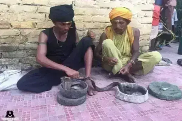 मध्य प्रदेश में नागपंचमी पर सांपों का प्रदर्शन पड़ेगा महंगा मध्य प्रदेश में नागपंचमी पर सांपों का प्रदर्शन पड़ेगा महंगा