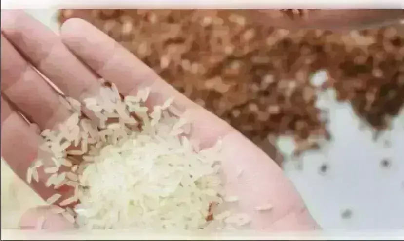 भारत ने अप्रैल-मई में निर्यात किया 123 मिलियन डॉलर का गैर-बासमती चावल भारत ने अप्रैल-मई में निर्यात किया 123 मिलियन डॉलर का गैर-बासमती चावल