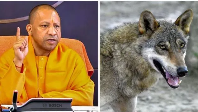 सीएम योगी आज बहराइच के भेड़िया प्रभावित क्षेत्र में पहुंचकर लेंगे जायजा, पीड़ितों से भी करेंगे मुलाकात सीएम योगी आज बहराइच के भेड़िया प्रभावित क्षेत्र में पहुंचकर लेंगे जायजा, पीड़ितों से भी करेंगे मुलाकात