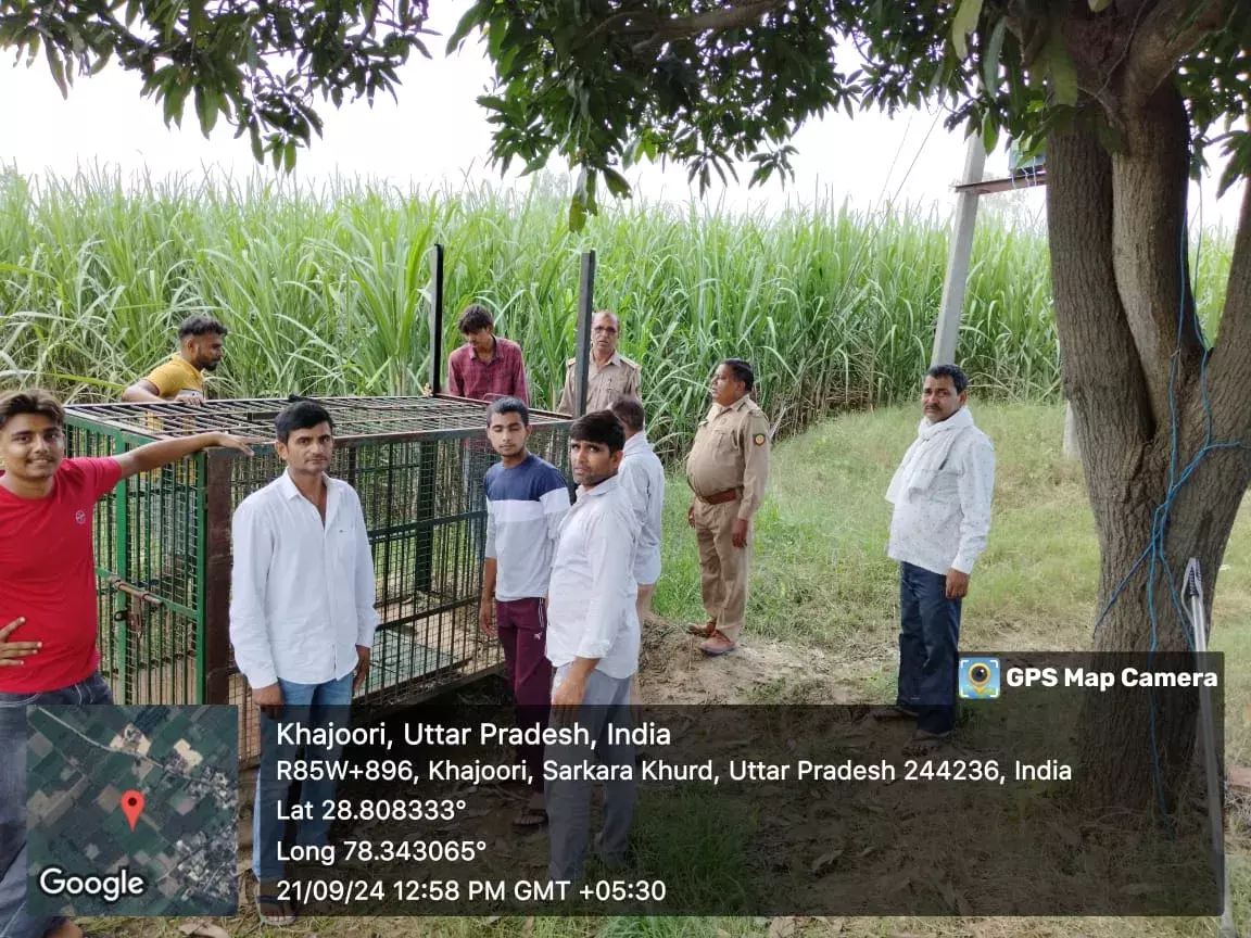 अमरोहा के गजरौला में प्राथमिक विद्यालय के निकट दो तेंदुए के आने से हड़कंप, वन विभाग की टीम सक्रिय अमरोहा के गजरौला में प्राथमिक विद्यालय के निकट दो तेंदुए के आने से हड़कंप, वन विभाग की टीम सक्रिय