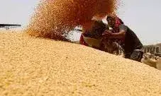 प्रदेश में न्यूनतम समर्थन मूल्य पर आज से गेंहू की खरीद शुरू प्रदेश में न्यूनतम समर्थन मूल्य पर आज से गेंहू की खरीद शुरू