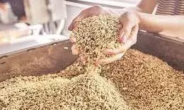 कुशीनगर में गेहूं की खरीद के लिए 3000 किसानों ने कराया पंजीकरण कुशीनगर में गेहूं की खरीद के लिए 3000 किसानों ने कराया पंजीकरण