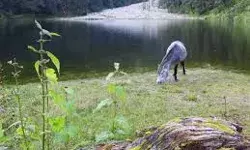 उत्तरकाशी में डोडीताल ट्रेक के बेस कैंप अगोड़ा गांव में इन दिनों पर्यटकों की उमड़ रही भीड़