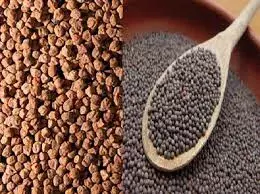 सरसों और चने की न्यूनतम समर्थन मूल्य पर खरीद आज से शुरू-राजस्थान सरसों और चने की न्यूनतम समर्थन मूल्य पर खरीद आज से शुरू-राजस्थान