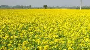 हनुमानगढ़ जिले के टिब्बी की धानमंडी में सरसों की न्यूनतम समर्थन मूल्य पर खरीद शुरू, किसानों में ख़ुशी की लहर हनुमानगढ़ जिले के टिब्बी की धानमंडी में सरसों की न्यूनतम समर्थन मूल्य पर खरीद शुरू, किसानों में ख़ुशी की लहर